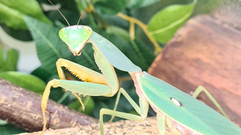 Rhombodera valida - Giant shield mantis