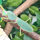 Rhombodera valida - Giant shield mantis