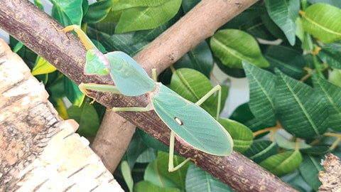 Rhombodera valida - Giant shield mantis