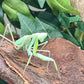 Rhombodera extensicollis - Kite shield mantis