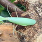 Rhombodera extensicollis - Kite shield mantis
