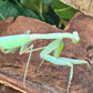 Rhombodera extensicollis - Kite shield mantis