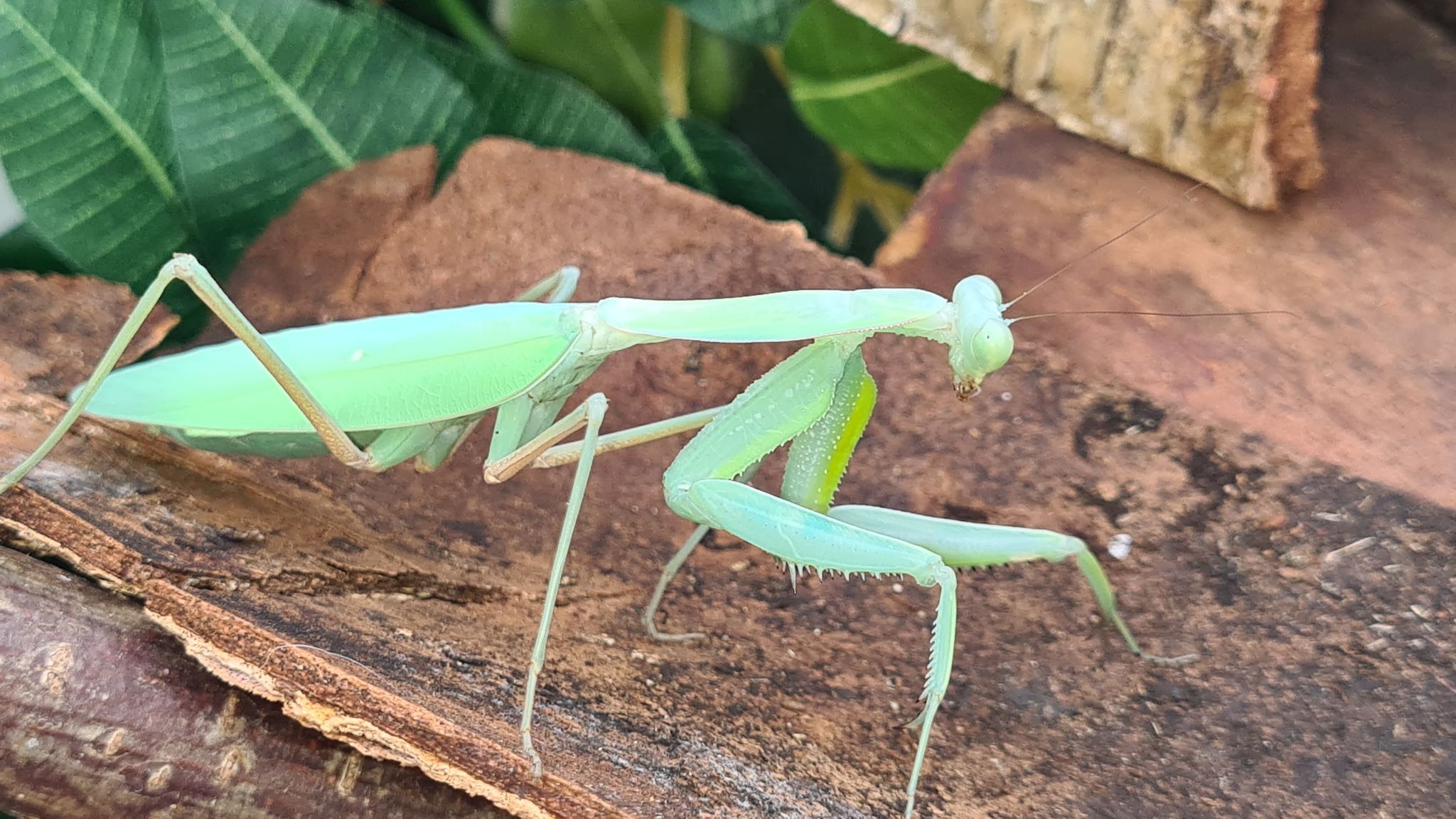 Rhombodera extensicollis - Kite shield mantis