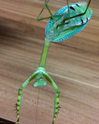 Camelomantis - Asian Leaf mantis
