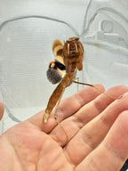 Deiphobe sp. ‘India’ - Butterfly mantis