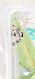 Phiddipus regius Bahamas