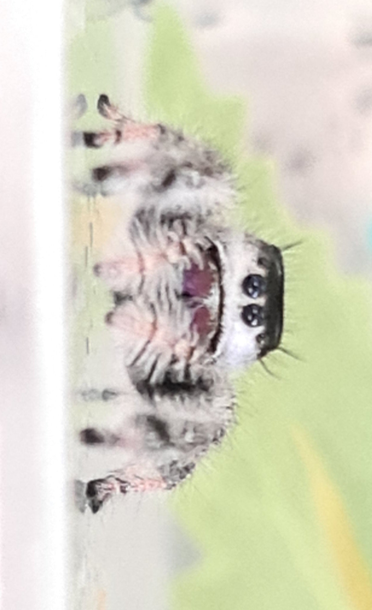 Phiddipus regius Bahamas