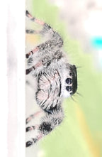 Phiddipus regius Bahamas