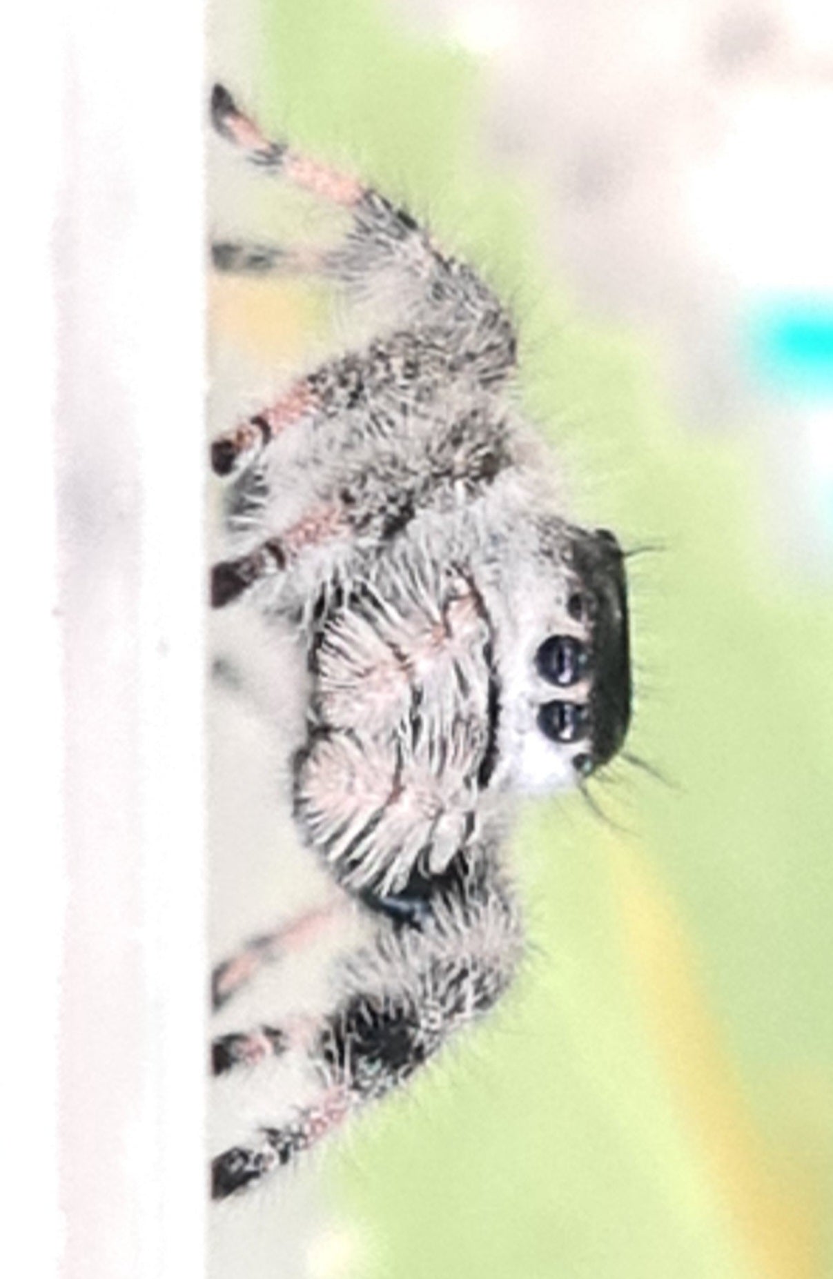 Phiddipus regius Bahamas