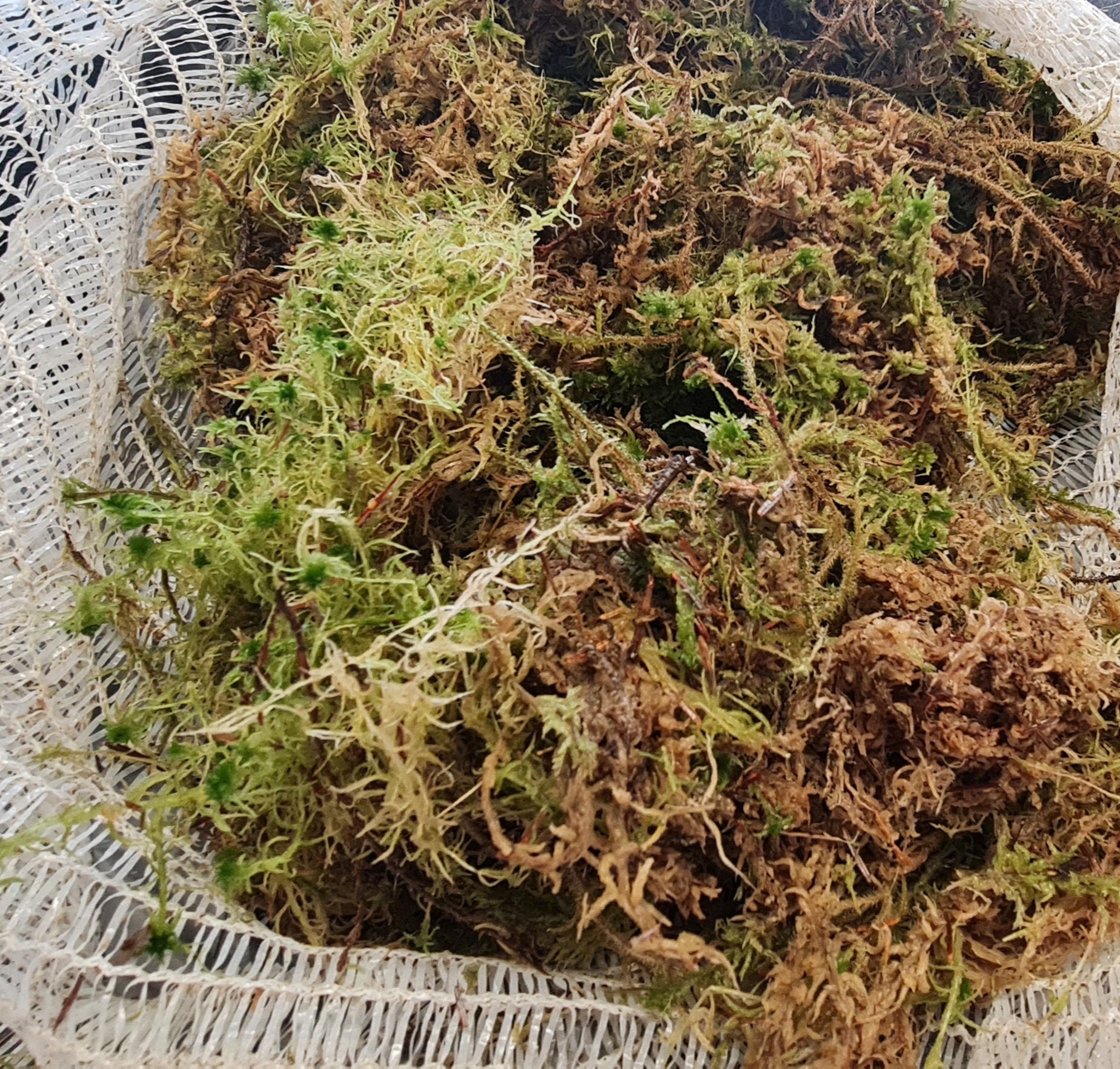 Sphagnum Moss