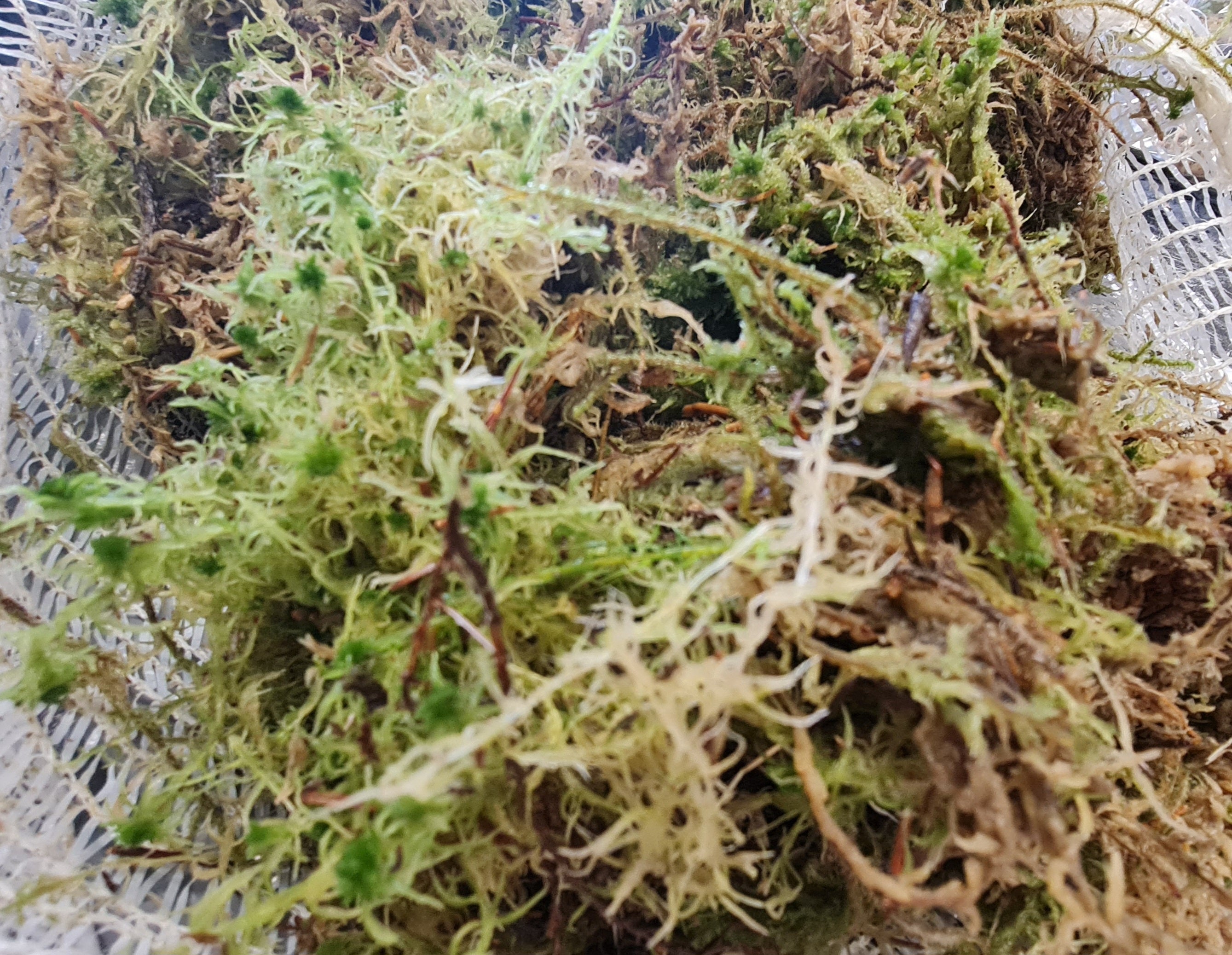 Sphagnum Moss