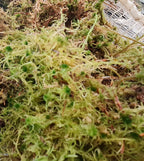 Sphagnum Moss