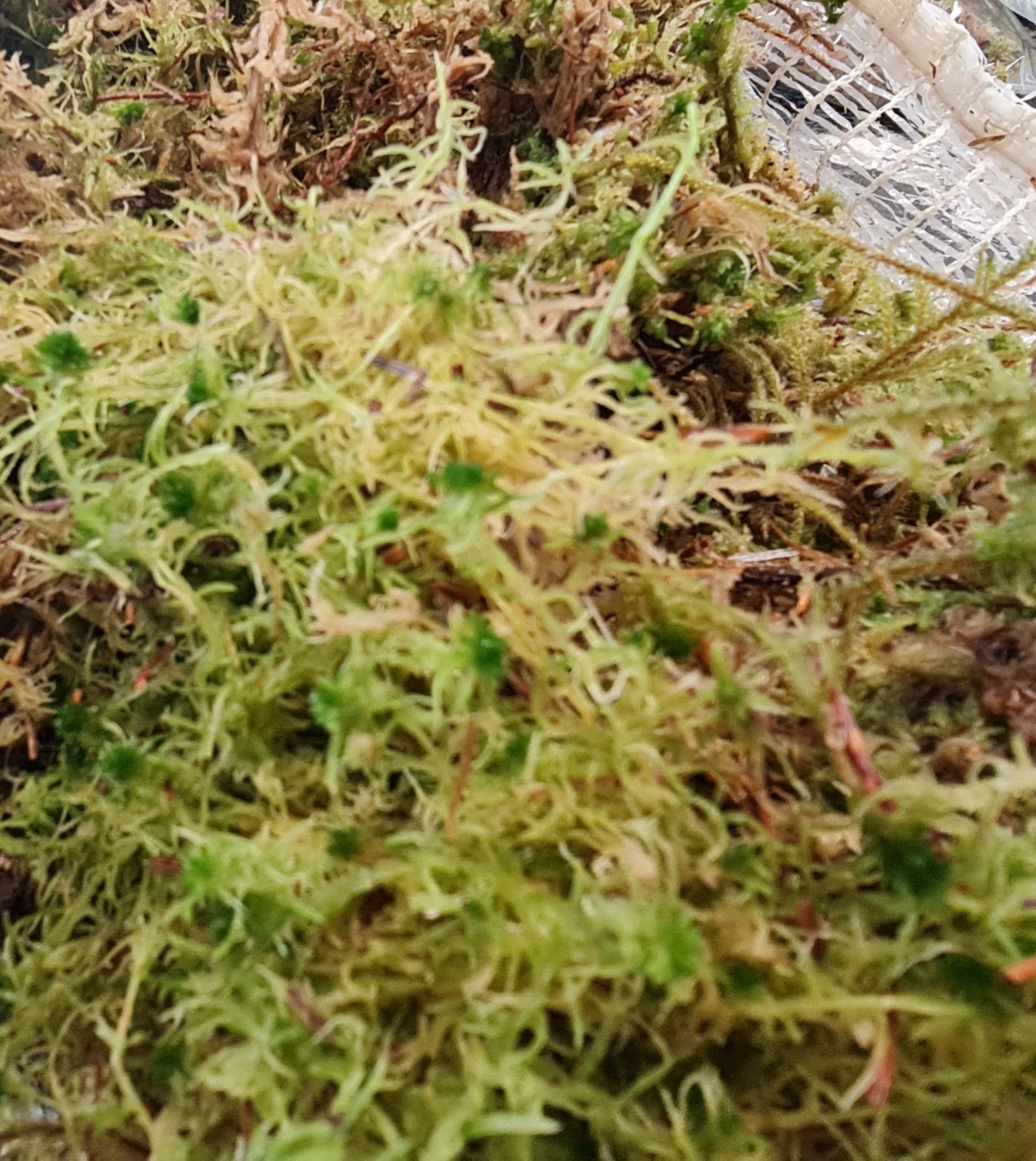 Sphagnum Moss