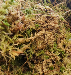 Sphagnum Moss
