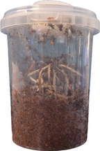 Curly wing flies 16oz culture
