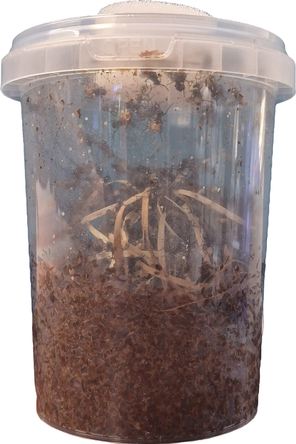 Curly wing flies 16oz culture