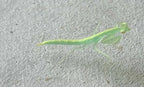 Tropidomantis tenera - Green glass mantis Mantis Mayhem