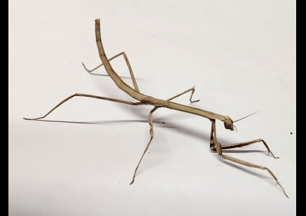 Danuria contorta - Giant Grass Mantis