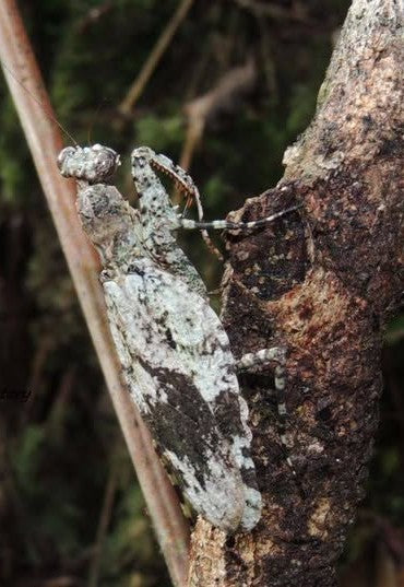 Theopompa servillei - Giant bark mantis