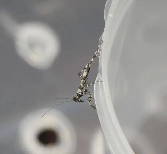 Theopompa servillei - Giant bark mantis Mantis Mayhem