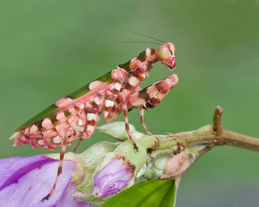Theopropus borneensis - Asian flower mantis