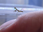 Calofulcinia - Moss mantis Mantis Mayhem