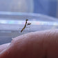 Calofulcinia - Moss mantis