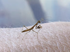 Calofulcinia - Moss mantis Mantis Mayhem