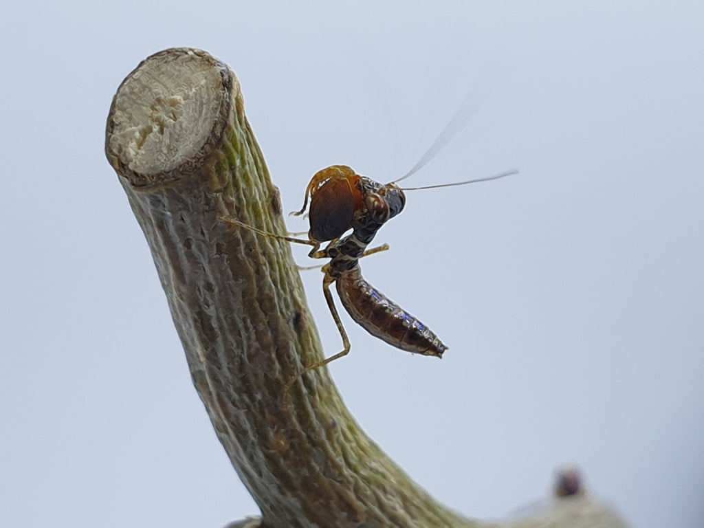 Astyliasula major - Boxer mantis