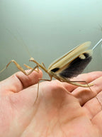 Deiphobe sp. ‘India’ - Butterfly mantis