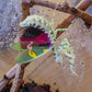 Creobroter urbanus - Malaysian Flower Mantis