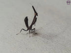 Phyllothelys breve - Giant ghost mantis Mantis Mayhem