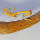 Hierodula sp Papua - Papuan giant mantis