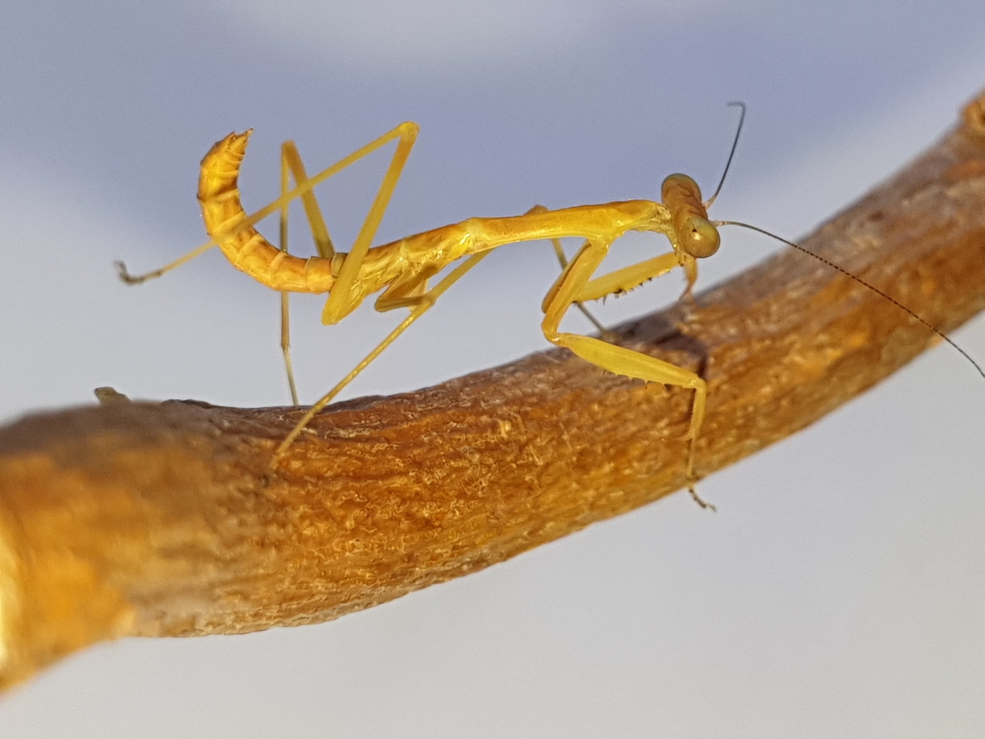 Hierodula sp Papua - Papuan giant mantis