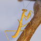 Hierodula sp Papua - Papuan giant mantis