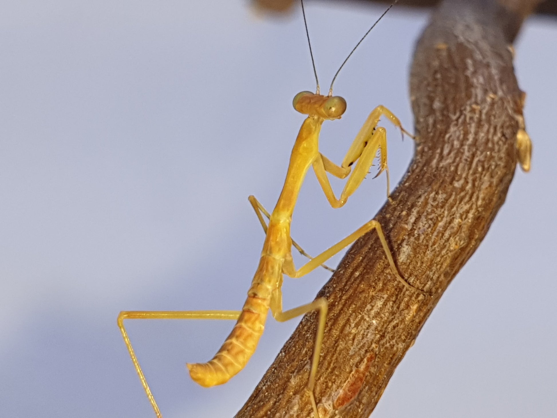 Hierodula sp Papua - Papuan giant mantis