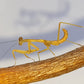 Hierodula sp Papua - Papuan giant mantis