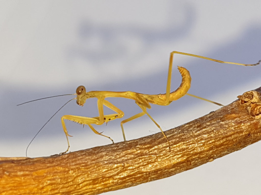 Papuan Giant Mantis (Hierodula sp. "Papua") from Papua New Guinea – large green tropical mantis species ideal for UK exotic pet keepers. Available online from Mantis Mayhem.