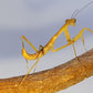 Hierodula sp Papua - Papuan giant mantis