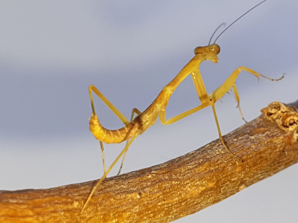 Papuan Giant Mantis (Hierodula sp. "Papua") from Papua New Guinea – large green tropical mantis species ideal for UK exotic pet keepers. Available online from Mantis Mayhem.