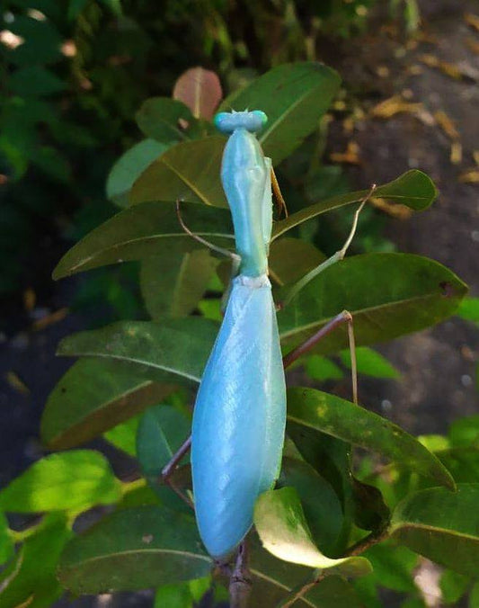 Hierodula sp Papua - Papuan giant mantis