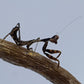 Parasphendale affinis - Budwing mantis
