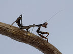 Parasphendale affinis - Budwing mantis