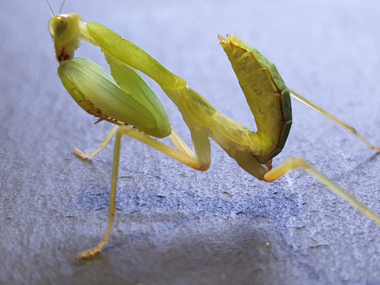Sphodromantis lineola - African Lined Mantis