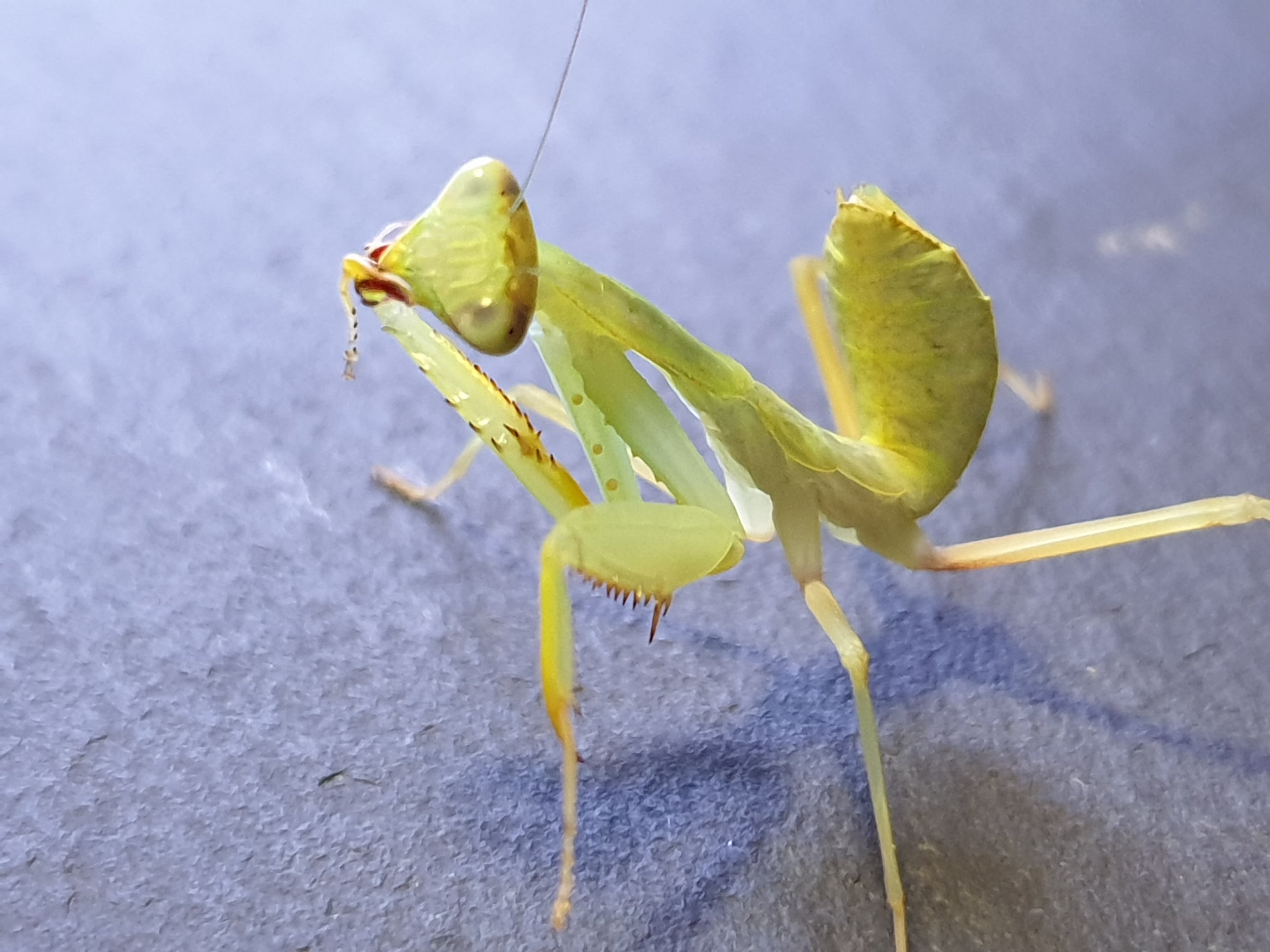 Sphodromantis lineola - African Lined Mantis