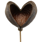 Natural Dried Decor Pack