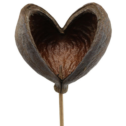 Natural Dried Decor Pack