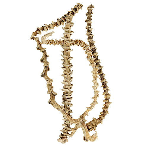 2 x Dried Banana Stems