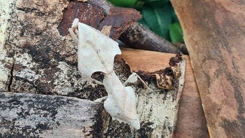Deroplatys trigonodera - Malaysian dead leaf
