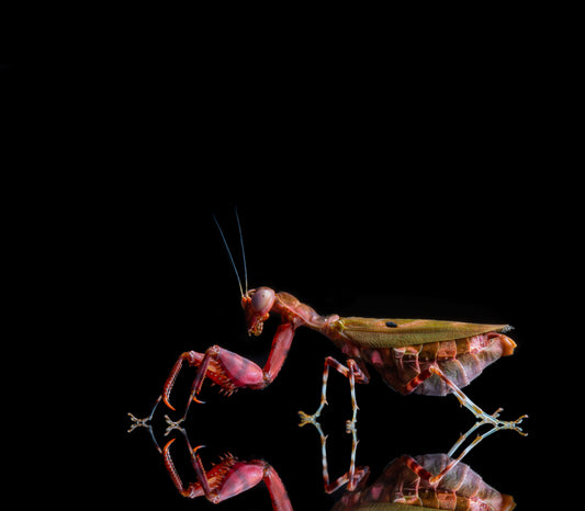 Acontista mexicana - Mexican Ant Mantis